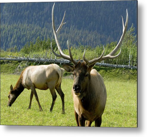 Elk Metal Print featuring the photograph Elk Pair by Michelle Halsey