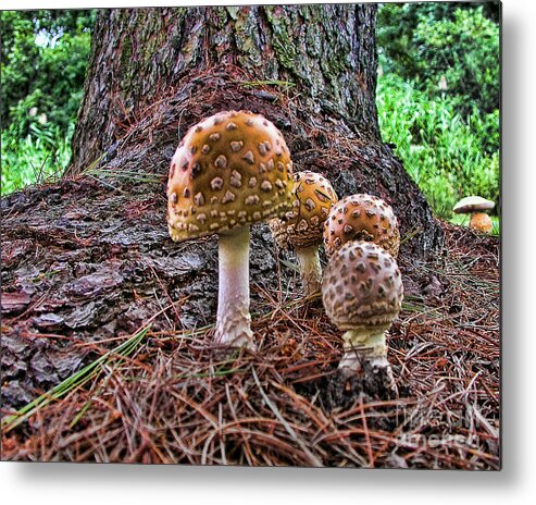 Mushrooms Metal Print featuring the photograph Enchanted Mushrooms by Edward Sobuta