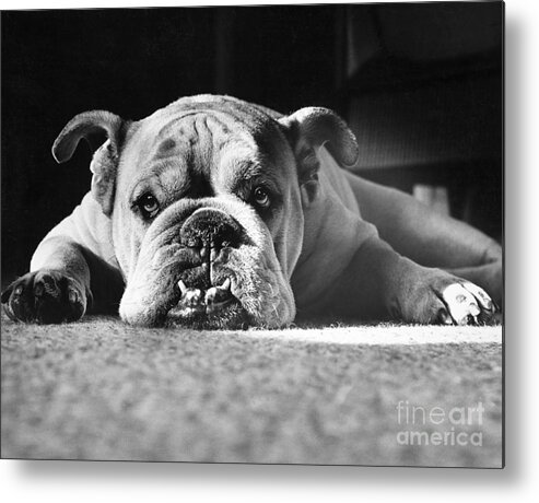 Animal Metal Print featuring the photograph English Bulldog by M E Browning and Photo Researchers