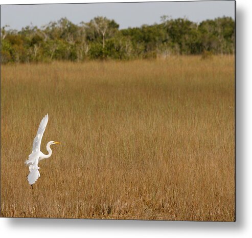 Everglades National Park Metal Print featuring the photograph Everglades 429 by Michael Fryd