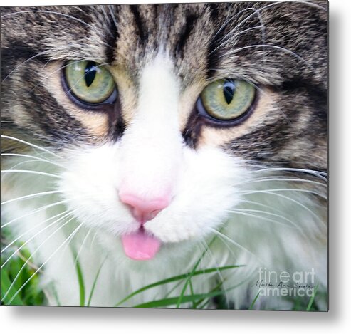 Photo Metal Print featuring the photograph Expressive Maine Coon Photo A6217 by Mas Art Studio