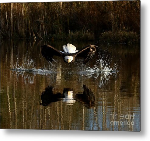 Eagle Metal Print featuring the photograph Eyes on the prize by Heather King