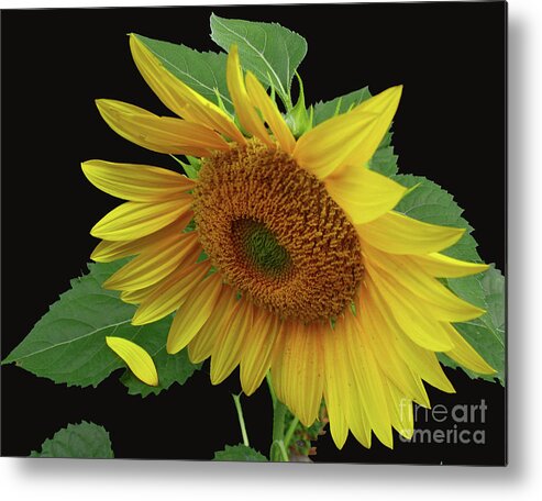 Sunflower Metal Print featuring the photograph Fallen by Douglas Stucky