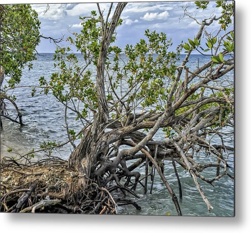 Tree Metal Print featuring the photograph Fallen Tree by Linda Constant