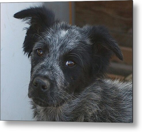 Canines Metal Print featuring the photograph Farm Puppy by Jeff Swan