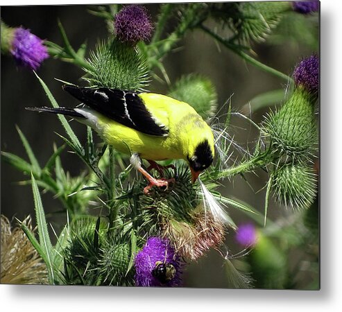 American Goldfinch Metal Print featuring the photograph Favorite food of Goldfinch by Lilia S