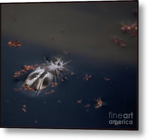 Feather Metal Print featuring the photograph Featherbug by Angela Murray