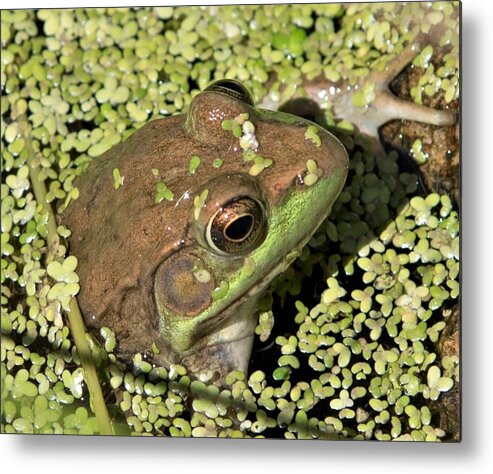 Herpetology Metal Print featuring the photograph Female green Frog by Michael Hall