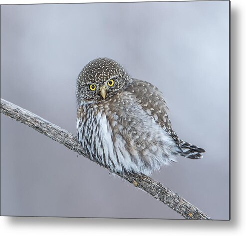 Owl Metal Print featuring the photograph Fierce by Kent Keller