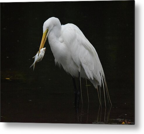Egret Metal Print featuring the photograph Fish for Lunch by Jim Bennight