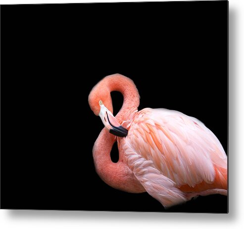 Flamingo Metal Print featuring the photograph Flamingo 3 by Rebecca Cozart