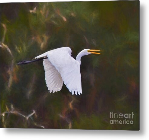 Egret Metal Print featuring the painting Flaps Down - Egret in Flight by Kerri Farley