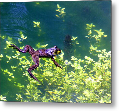 Frog Metal Print featuring the photograph Floating Frog by Nick Gustafson