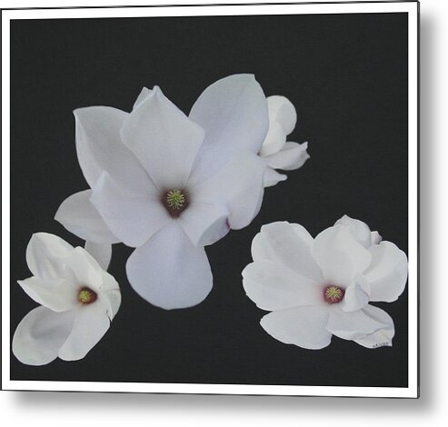 Magnolias Metal Print featuring the painting Floating Magnolias DP20 by Mary Gaines