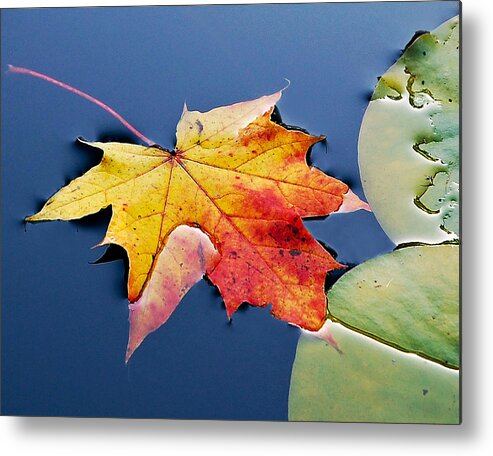 Maple Leaf Metal Print featuring the photograph Floating Maple Leaf by Marion McCristall