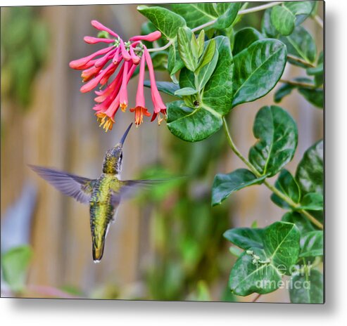 Hummingbird Metal Print featuring the photograph Flying Jewel by Kerri Farley