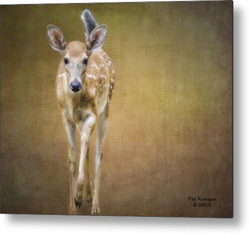Fawn Metal Print featuring the photograph Forest Fawn by Peg Runyan