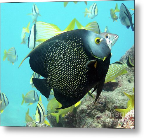 Underwater Metal Print featuring the photograph French Angelfish 4 by Daryl Duda