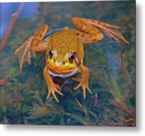 Frog Metal Print featuring the photograph Frog 1 by Diana Douglass