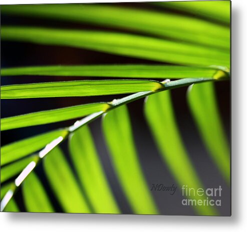 Close Up Abstract Of Fern Fronds. Metal Print featuring the photograph Frond Geometry by Natalie Dowty