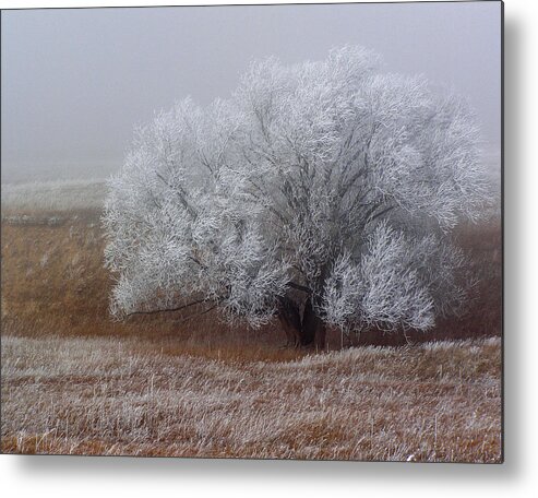 Cottonwood Metal Print featuring the photograph Frost and Fog by Alana Thrower