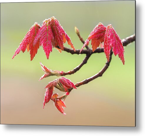 Fall Metal Print featuring the photograph Frosty Maple Leaves by Steve Zimic