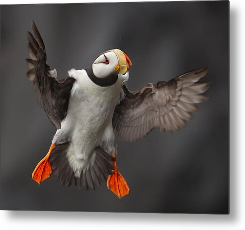 Puffin Metal Print featuring the photograph Full Flaps ! by Alfred Forns