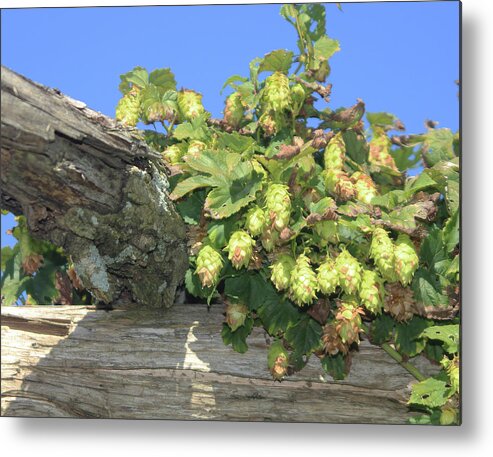Hops Metal Print featuring the photograph Future Beer The Hops by Imagery-at- Work