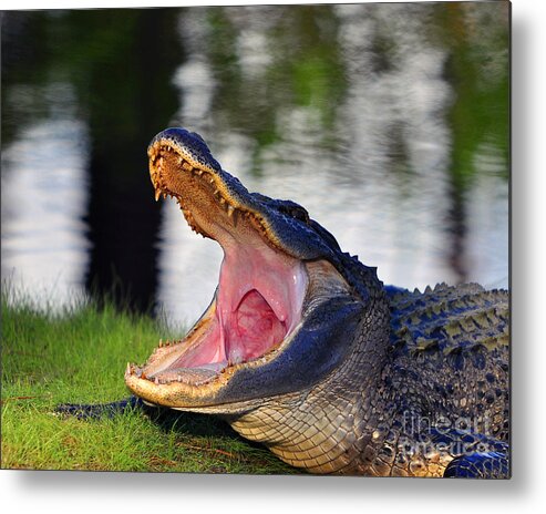 American Alligator Metal Print featuring the photograph Gator Gullet by Al Powell Photography USA