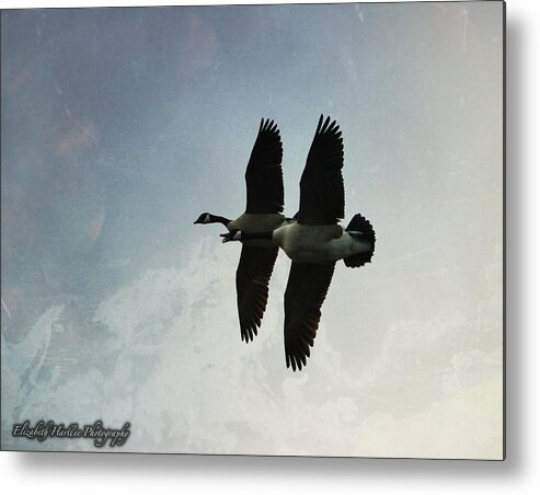  Metal Print featuring the photograph Geese by Elizabeth Harllee