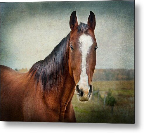 Horse Metal Print featuring the photograph Gentle by Maggie Terlecki