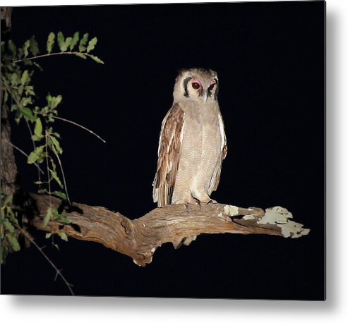 Giant Metal Print featuring the photograph Giant Eagle Owl by Ted Keller