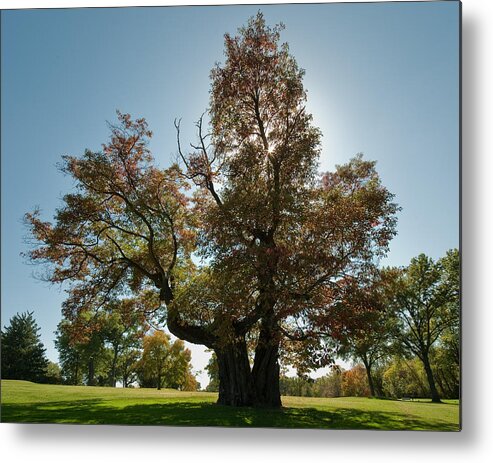 Virtual Tour Glen Echo Country Club Gecc Gecc Golf Course Tree Old Wide Colorful Majestic St. Louis Saint Missouri Mo Metal Print featuring the photograph Glen Echo Country Club Logo Tree by David Coblitz