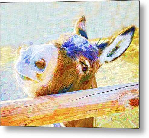 Donkey Metal Print featuring the photograph Go Jack by Jennifer Grossnickle