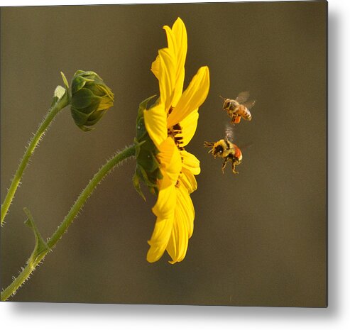 Bee Metal Print featuring the photograph GOD's Work by Al Swasey