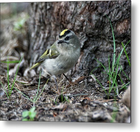 Wildlife Metal Print featuring the photograph Golden-crowned Kinglet by William Selander