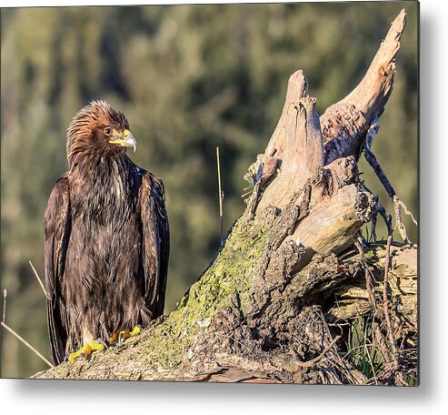 Golden Eagle Metal Print featuring the photograph Golden Moment by Carl Olsen