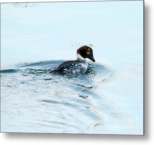 Common Goldeneye Metal Print featuring the photograph Goldeneye Glance by Michael Dawson