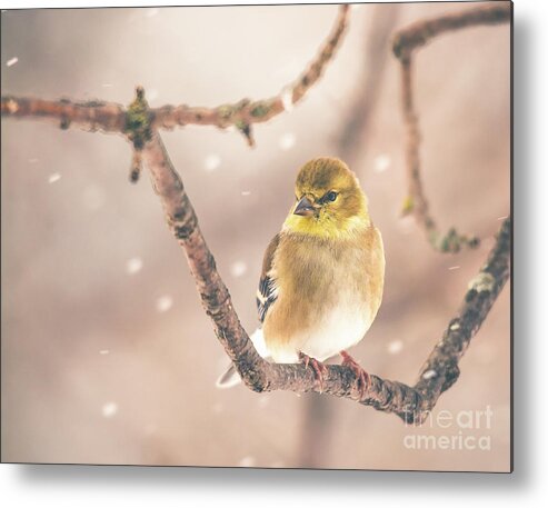 Cheryl Baxter Photography Metal Print featuring the photograph Goldfinch in the Snow by Cheryl Baxter