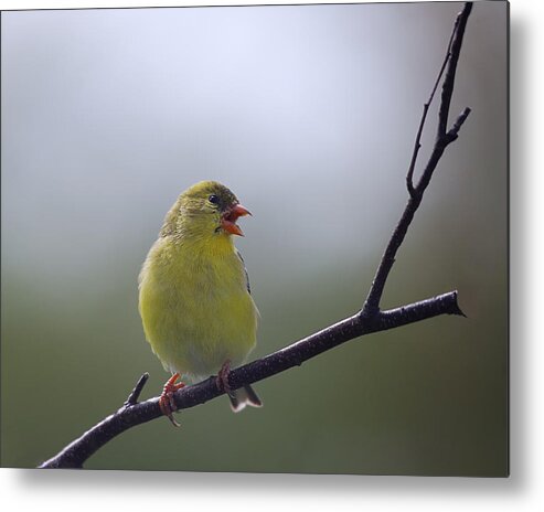 Birds Metal Print featuring the photograph Goldfinch Song by Sue Capuano