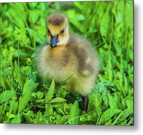 Gosling Metal Print featuring the photograph Gosling by Cathy Kovarik