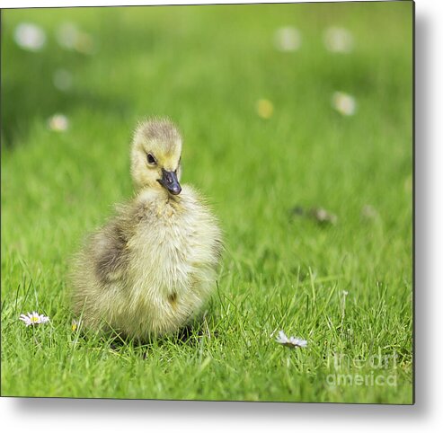 Gosling Metal Print featuring the photograph Gosling by Eva Lechner