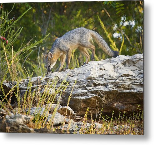 Gray Fox Metal Print featuring the photograph Gray Fox Hunting the Bluff by Michael Dougherty