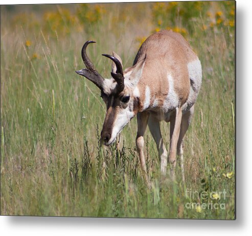 Pronghorn Metal Print featuring the photograph Grazing Pronghorn by Katie LaSalle-Lowery