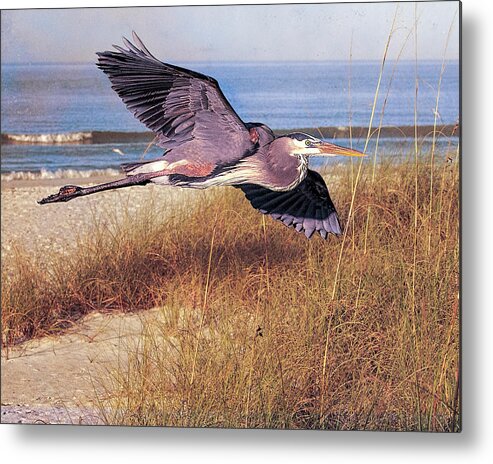 Great Blue Heron Metal Print featuring the photograph Great Blue Heron at the beach by Brian Tarr