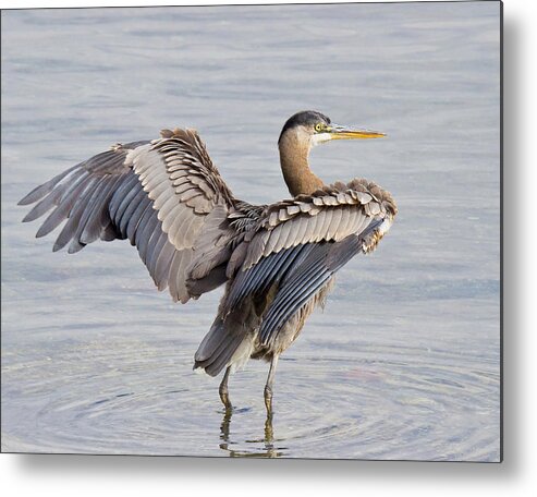 Great Blue Heron Metal Print featuring the photograph Great Blue Heron by Carl Olsen