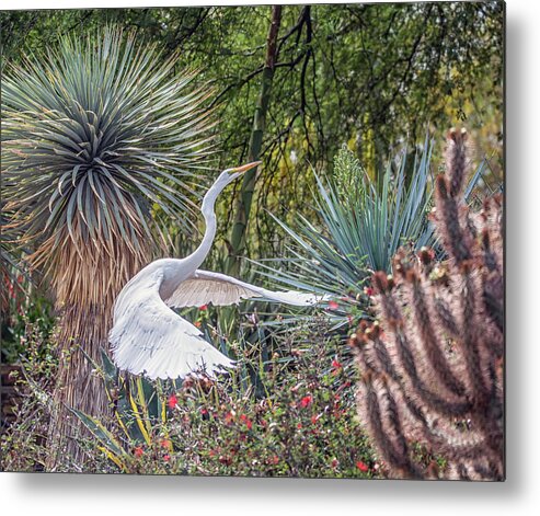Great Metal Print featuring the photograph Great Egret 4579-040418-1cr by Tam Ryan