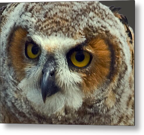 Great Horned Owl Metal Print featuring the photograph Great Horned Owl Fledgling by Larry Linton