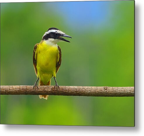 Great Kiskadee Metal Print featuring the photograph Great Kiskadee by Tony Beck