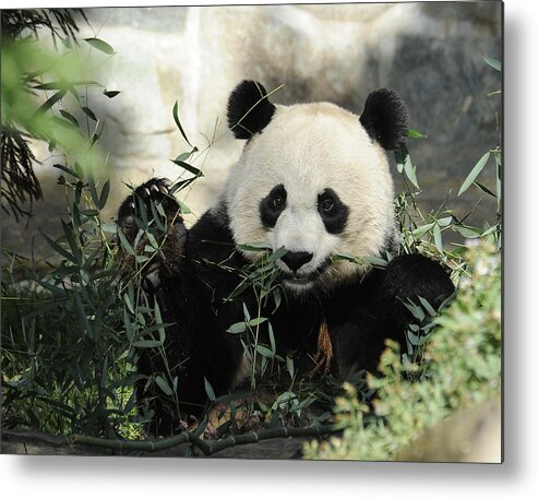 Panda Metal Print featuring the photograph Great Panda III by Keith Lovejoy